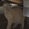 通りすがり猫77