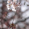 桜飾り