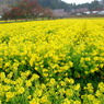 菜の花