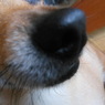 nose