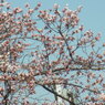 初桜