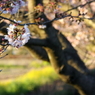 待ち焦がれ