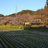 東海道線春爛漫