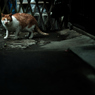 レイチェルの猫を探して