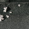 japanese spirit #15