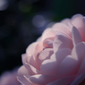 Flowers #04 -思い-