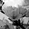 いつかの桜