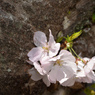 ポチッと咲く桜