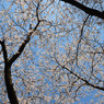天空の桜