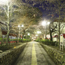 プレ桜の道