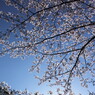光る君