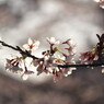 桜橋