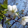 オオシマザクラ（大島桜）