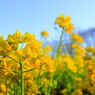 yellow shade