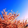 shining tree