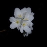 夜桜
