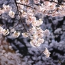 上野の桜