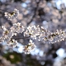 上野の桜