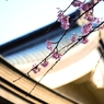 上野の桜