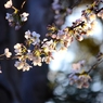 上野の桜