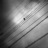 Digital HarinezumiⅡ:19