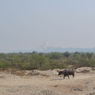 Yes!That's a World Heritage! and Cows..