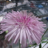 花のつぶつぶ