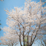 雄大な桜