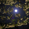 満月と夜桜