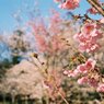京都・下鴨神社の桜