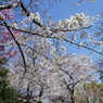 桜　- 春爛漫 -