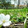 花見