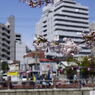 大岡川11