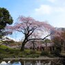 ドームの桜