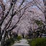 桜トンネル