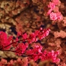 桃色の桜