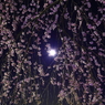 桜時