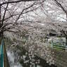 桜だより