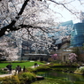 桜　- 都心庭園の春 -