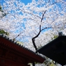 増上寺１