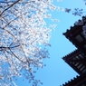増上寺２