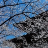 増上寺３