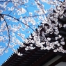 増上寺４