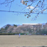 野球の練習を見守る桜
