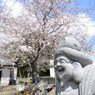 桜のおじさん