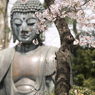 桜と大仏