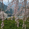 明王寺のしだれ桜