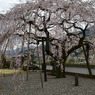 明王寺のしだれ桜（２）