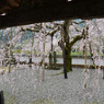 明王寺のしだれ桜（３）
