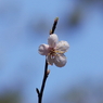 IMGP5794a